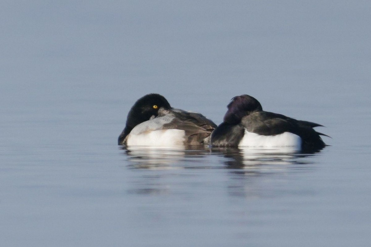 Морская чернеть - ML647771850