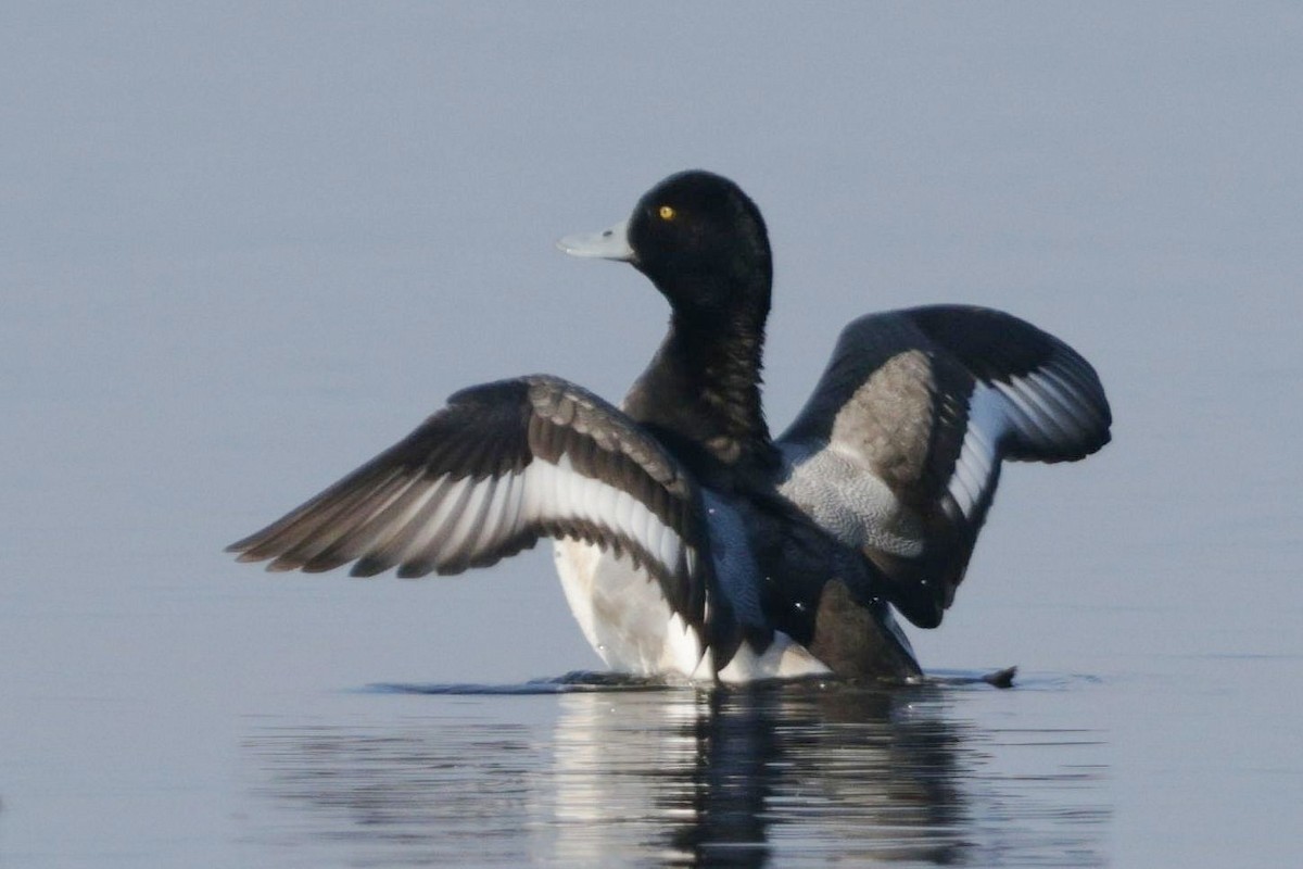 Морская чернеть - ML647771851