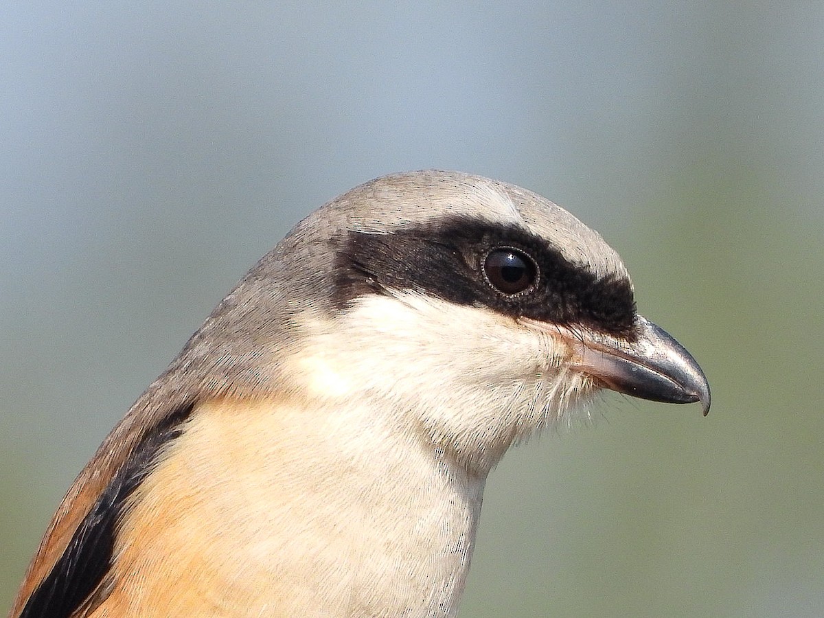 Длиннохвостый сорокопут - ML647771852