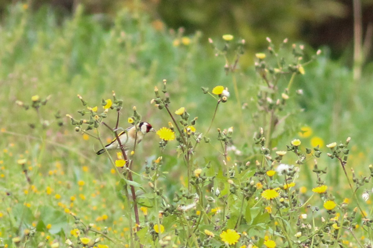 Щегол - ML647771857