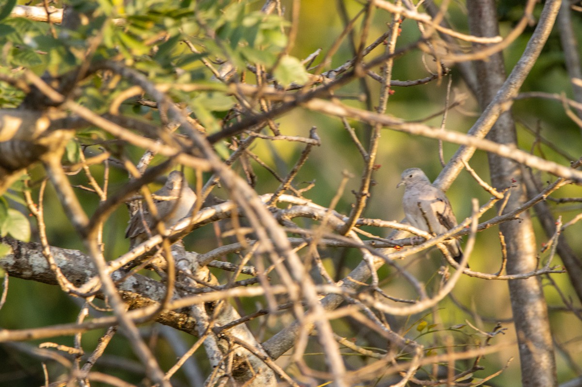 Карликовая земляная горлица - ML647771859