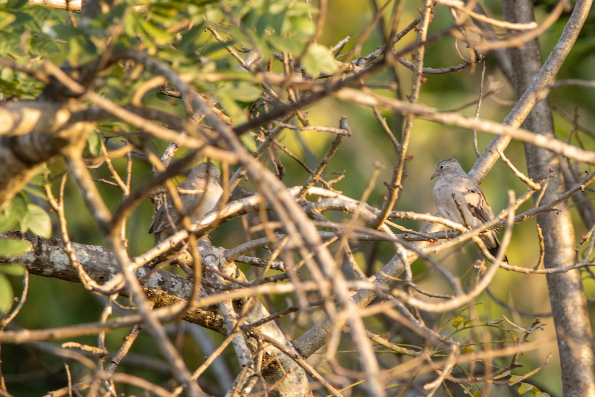 Карликовая земляная горлица - ML647771860