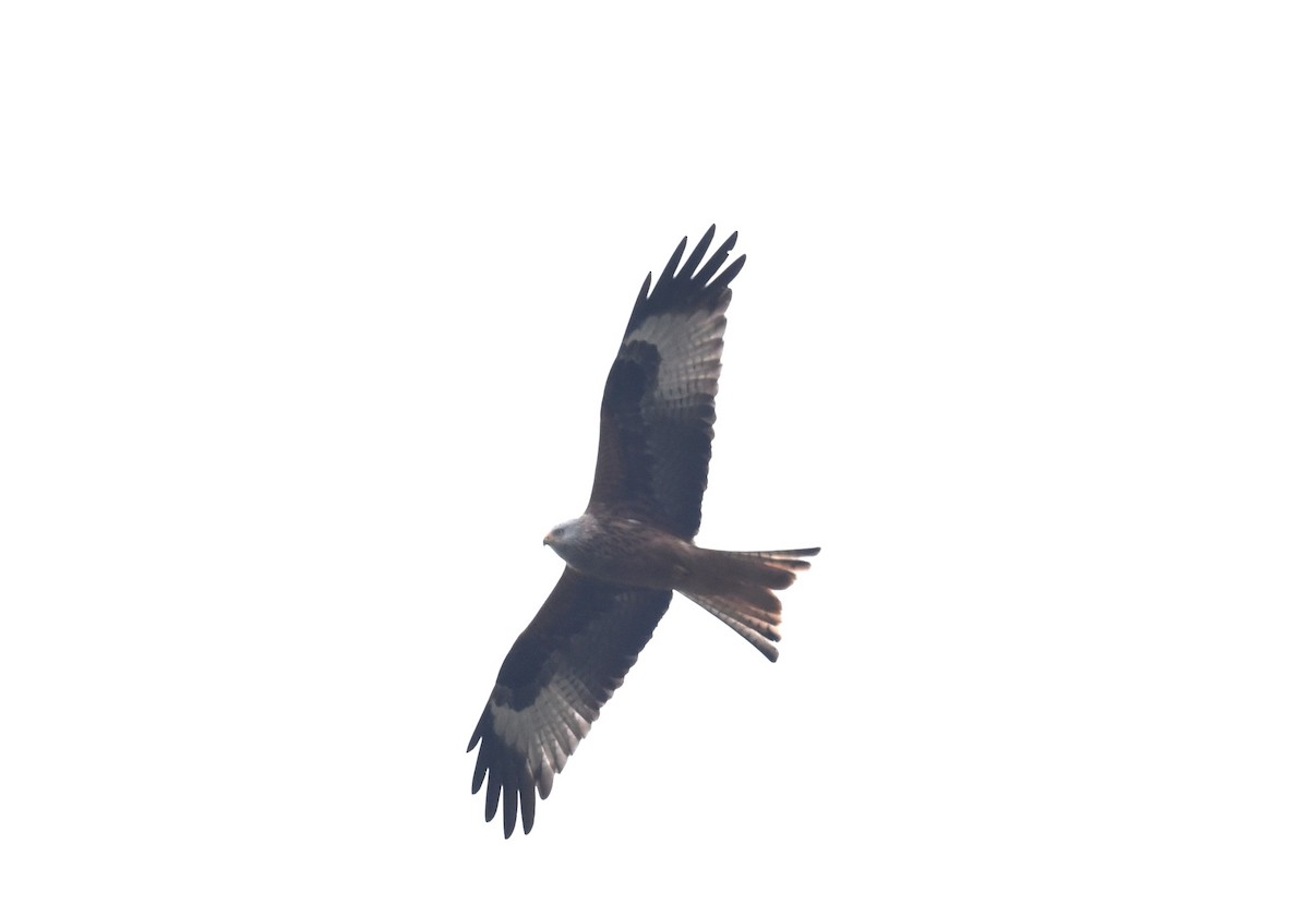 Красный коршун (milvus) - ML647771863