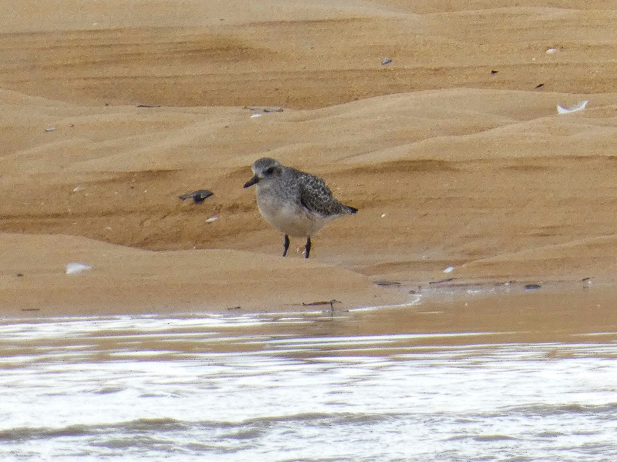 Тулес - ML647771864