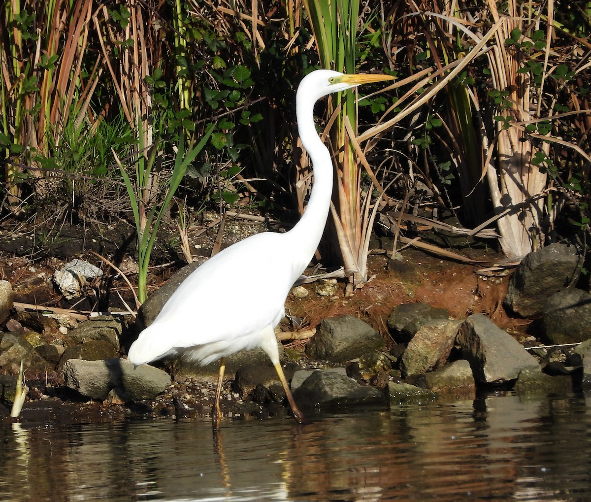 Большая белая цапля - ML647771865