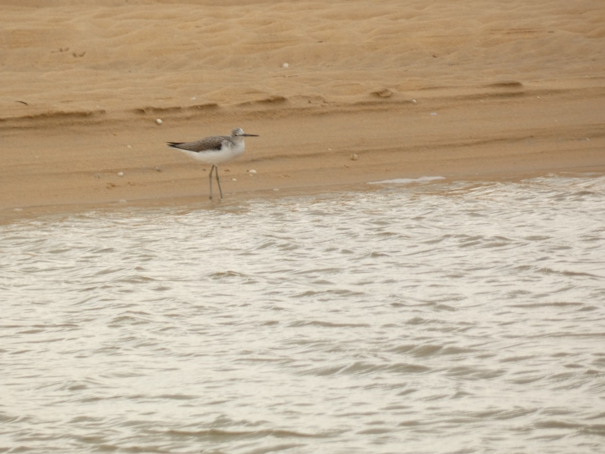 Большой улит - ML647771866