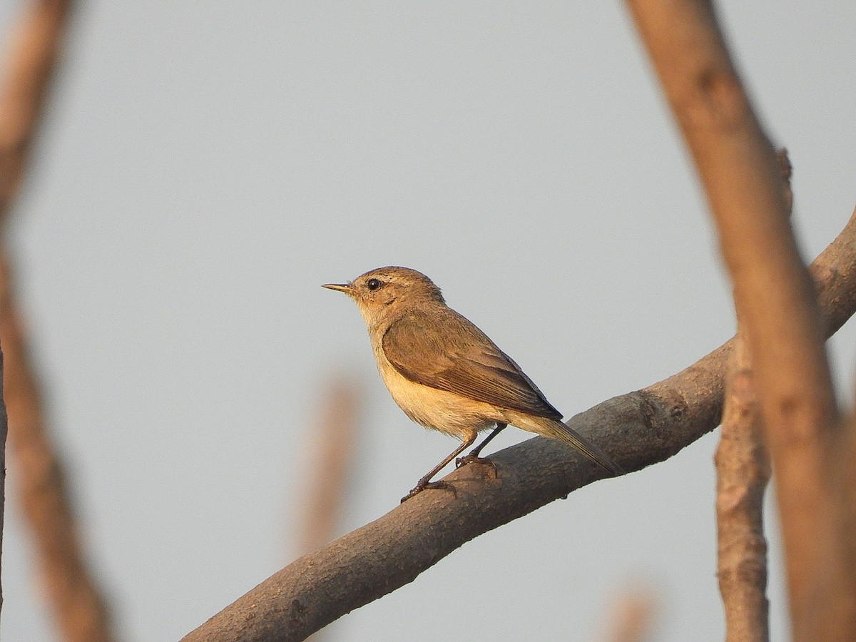 Пеночка-теньковка - ML647771867