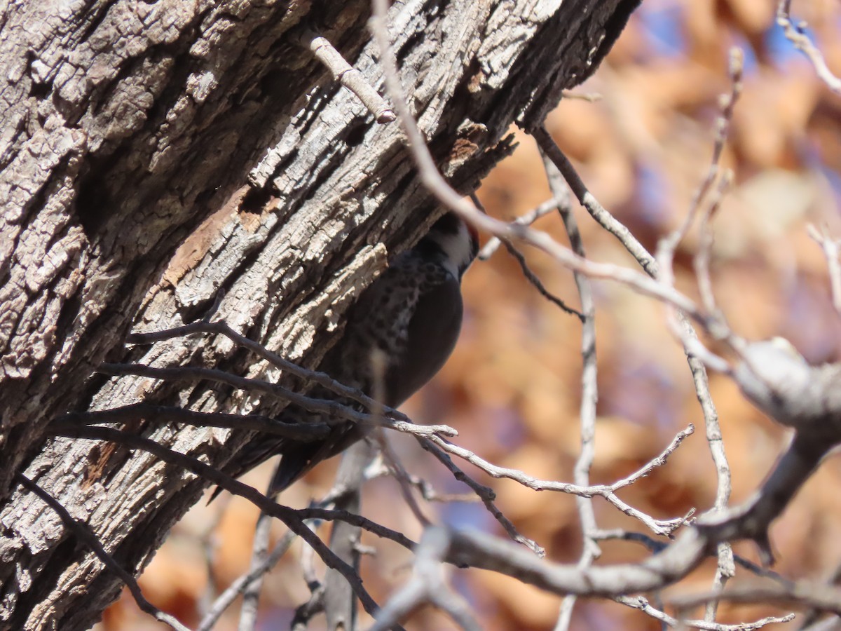 Аризонский дятел - ML647771870