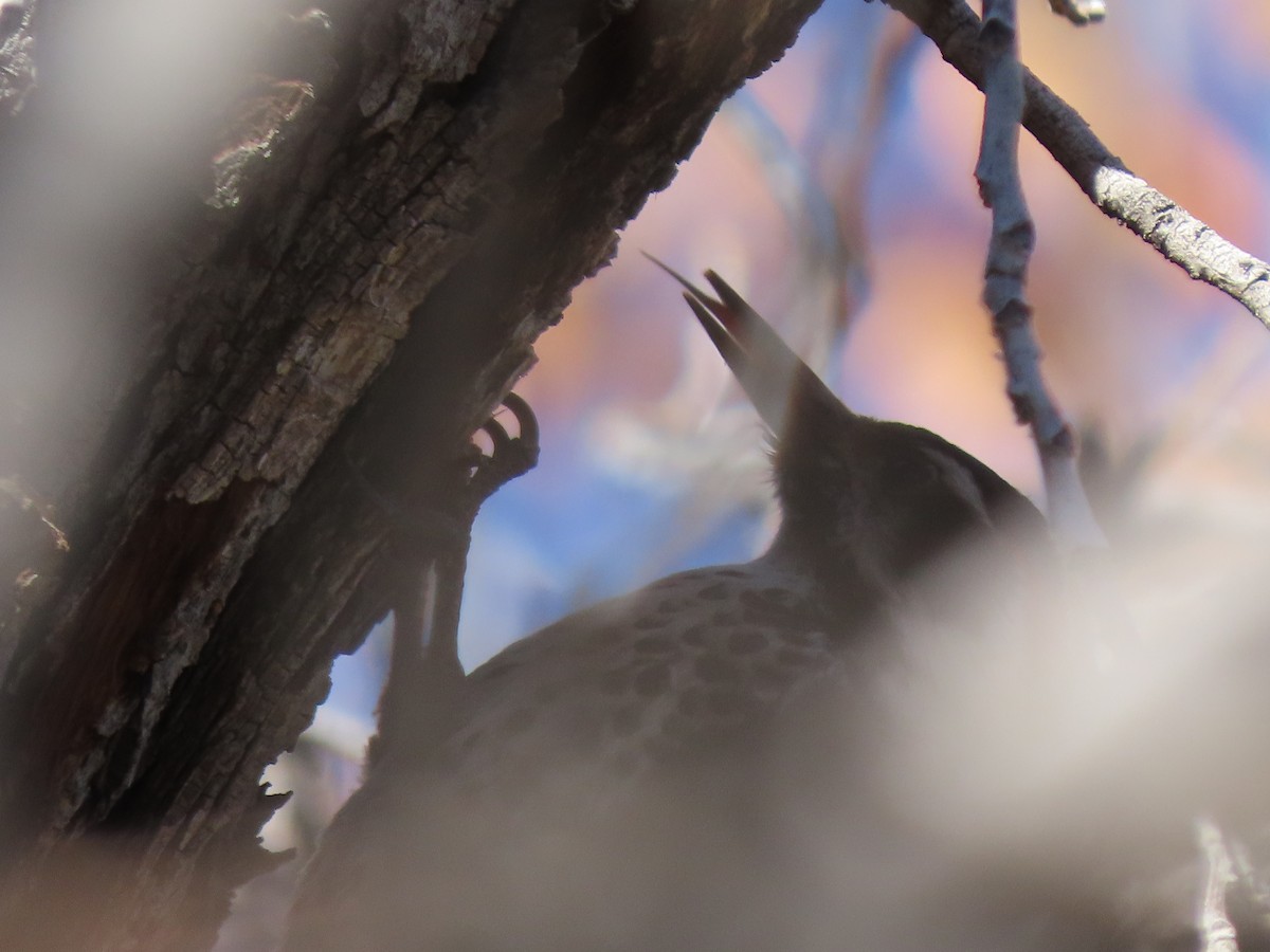 Аризонский дятел - ML647771871