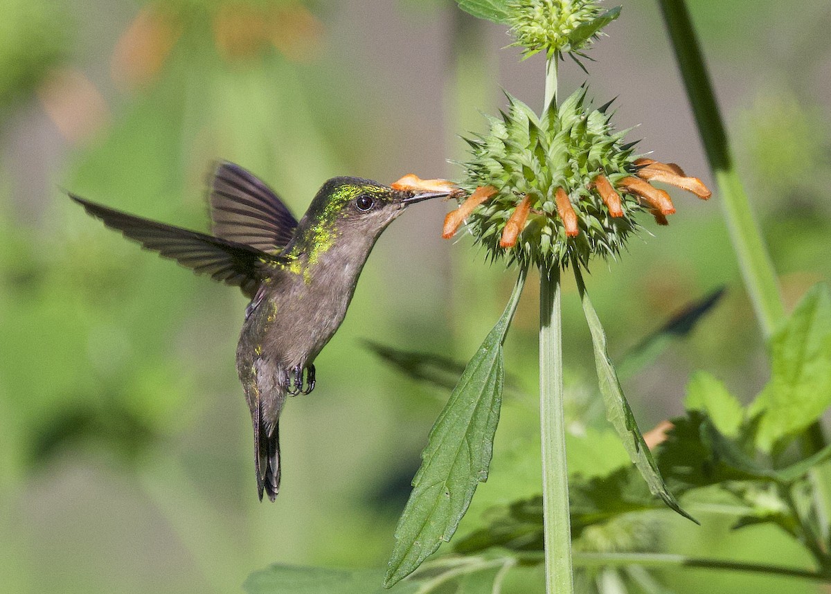 Хохлатый колибри - ML647771872