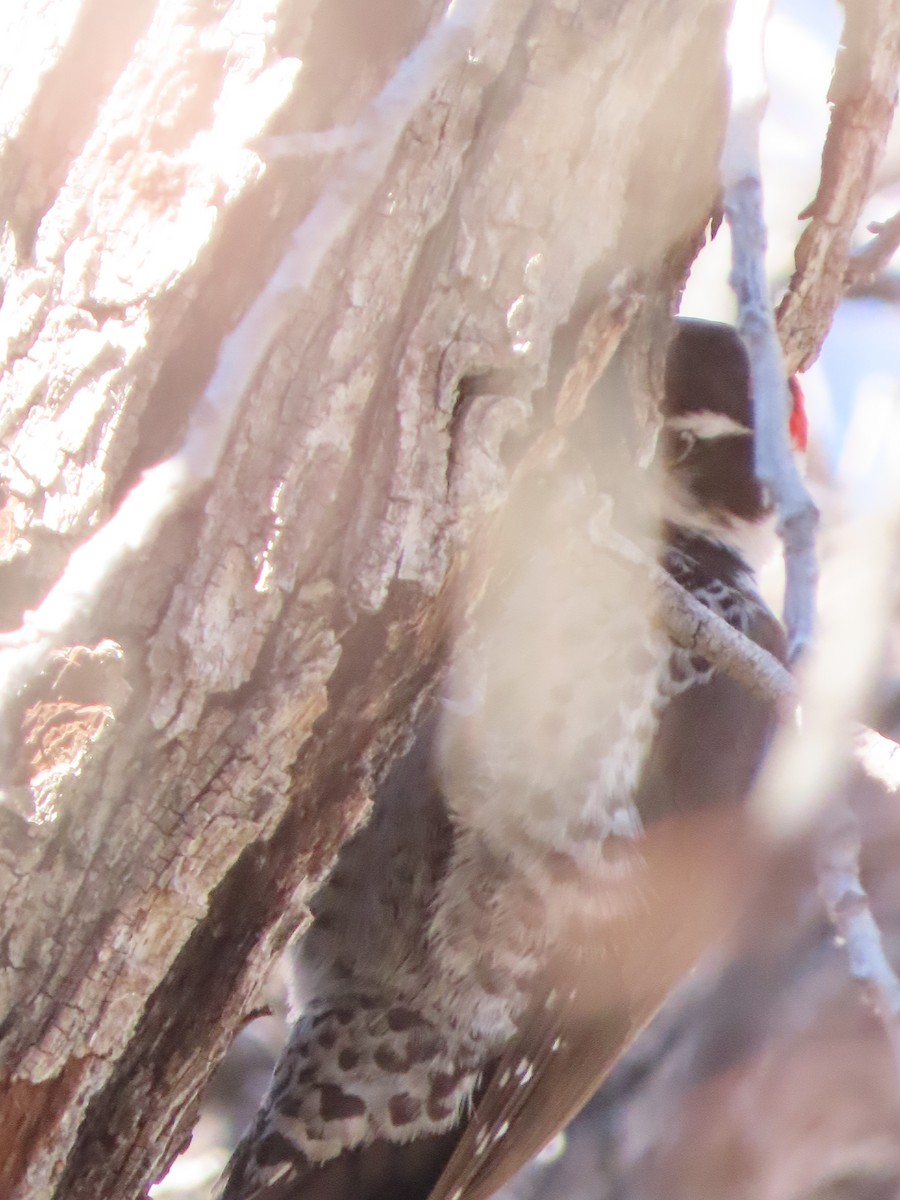 Аризонский дятел - ML647771873