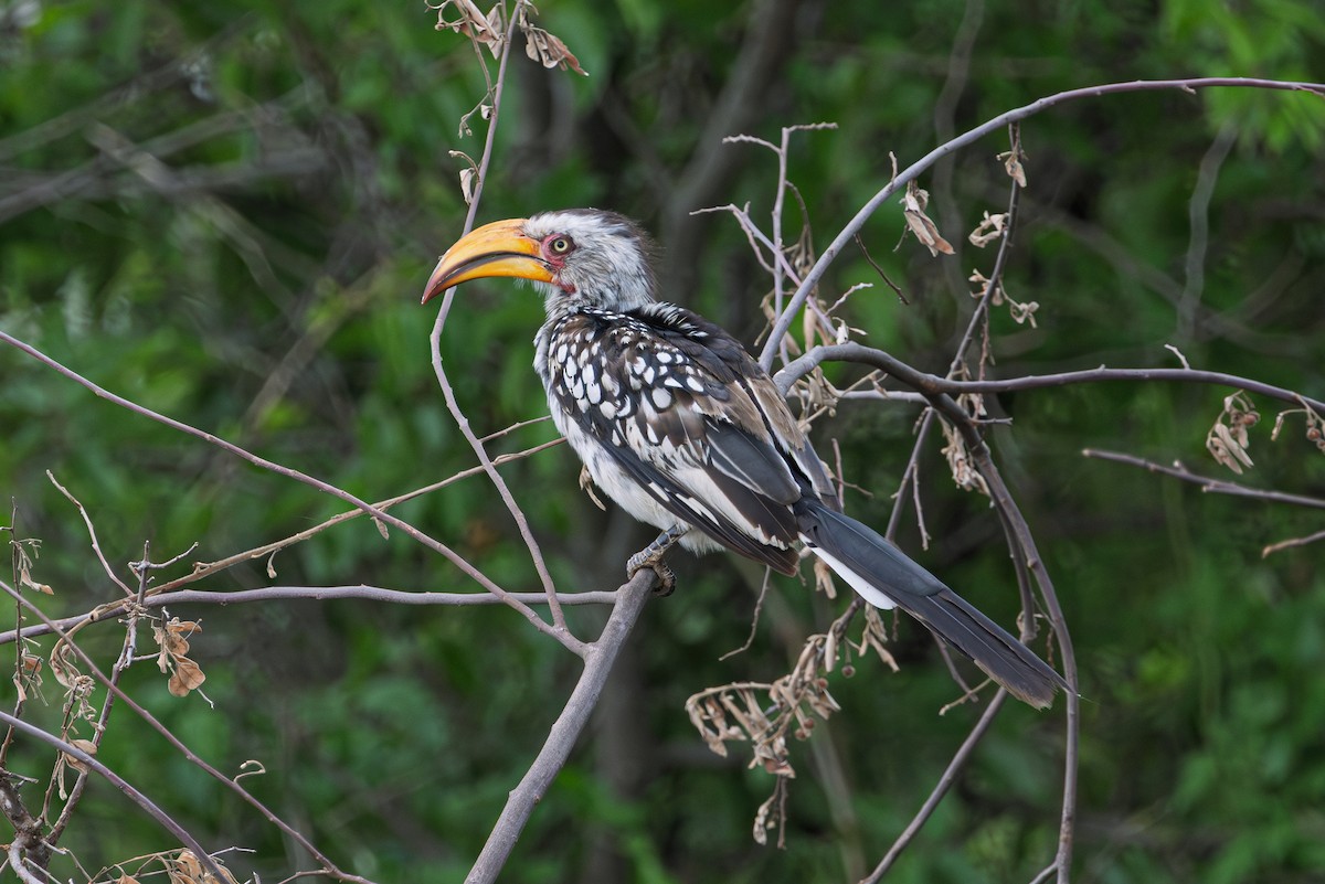 Южный токо - ML647771874