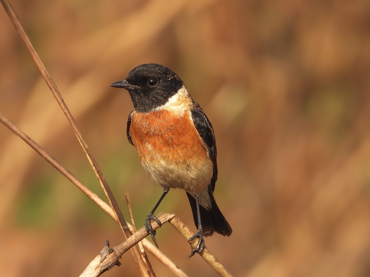 Сибирский черноголовый чекан - ML647771875