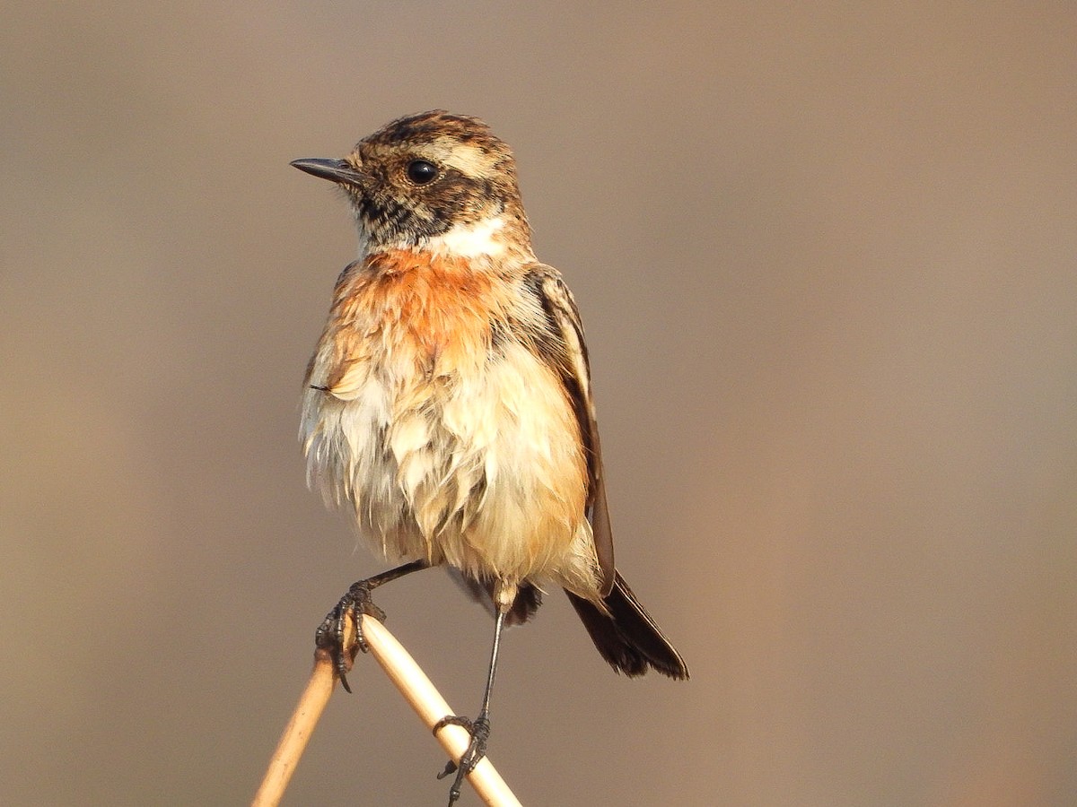 Сибирский черноголовый чекан - ML647771876