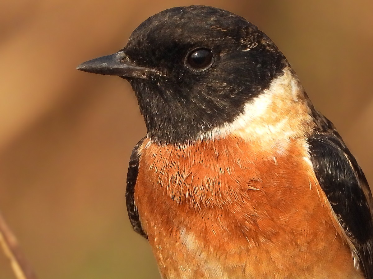 Сибирский черноголовый чекан - ML647771877