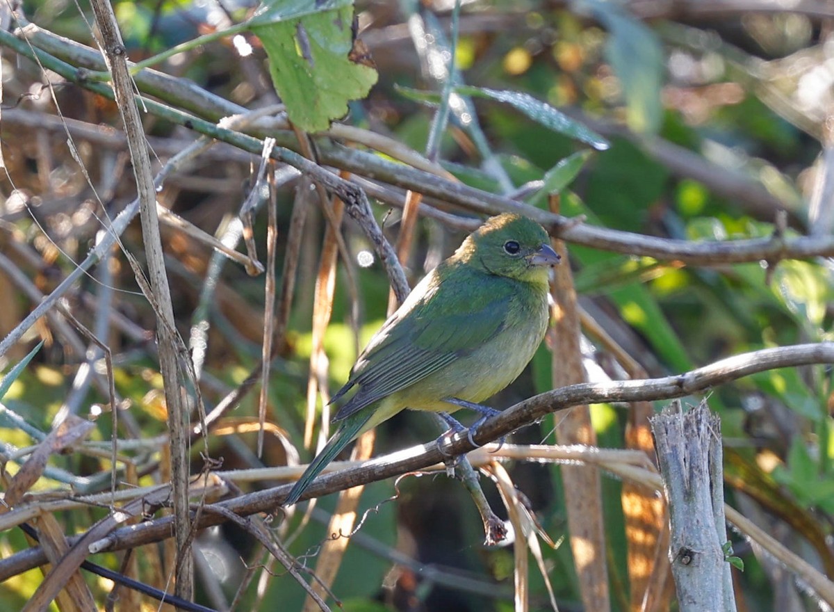 Расписной колорин - ML647771878