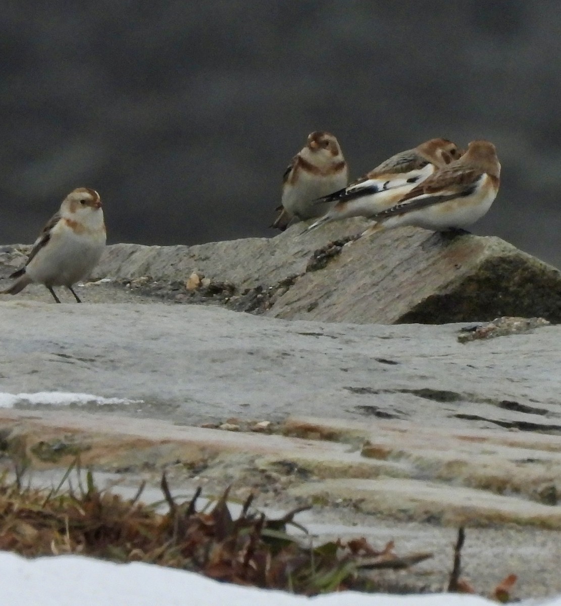 Пуночка - ML647771881