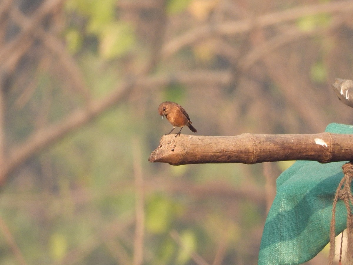 Черный чекан - ML647771885