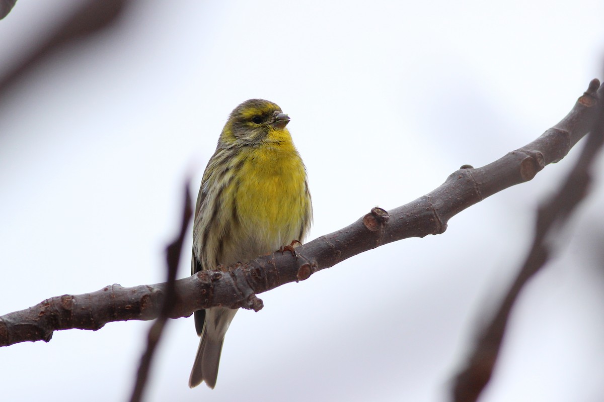 Европейский вьюрок - ML647771886