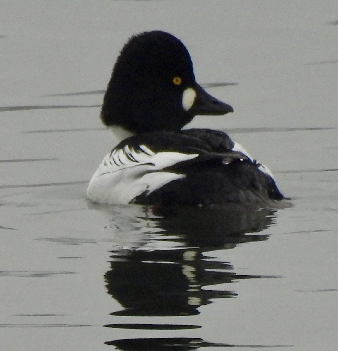 Гоголь - ML647771890