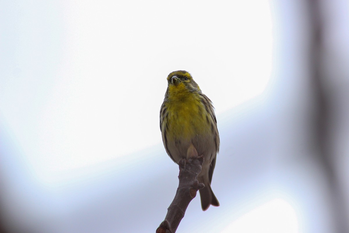 European Serin - ML647771892