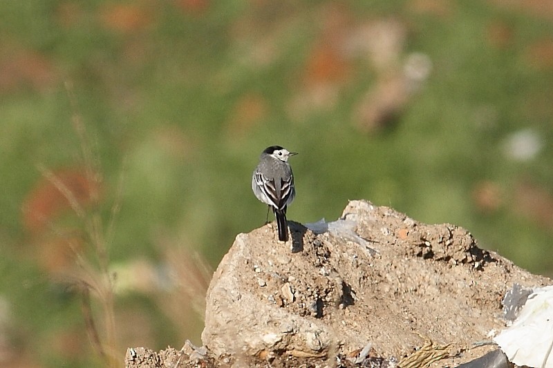 Lavandera Blanca - ML647771894