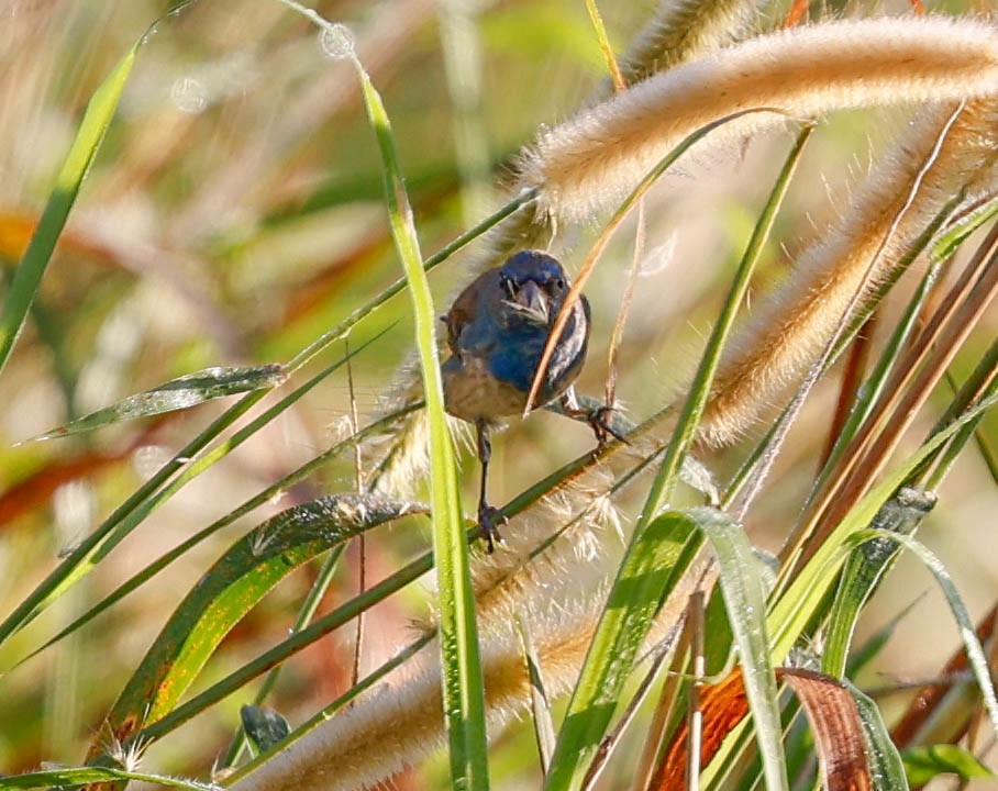 Indigo Bunting - ML647771895