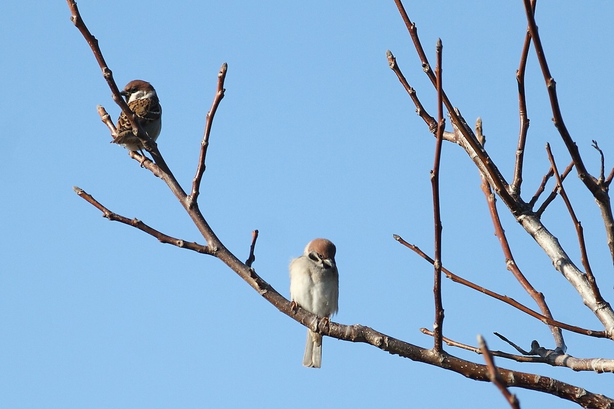 Gorrión Molinero - ML647771911