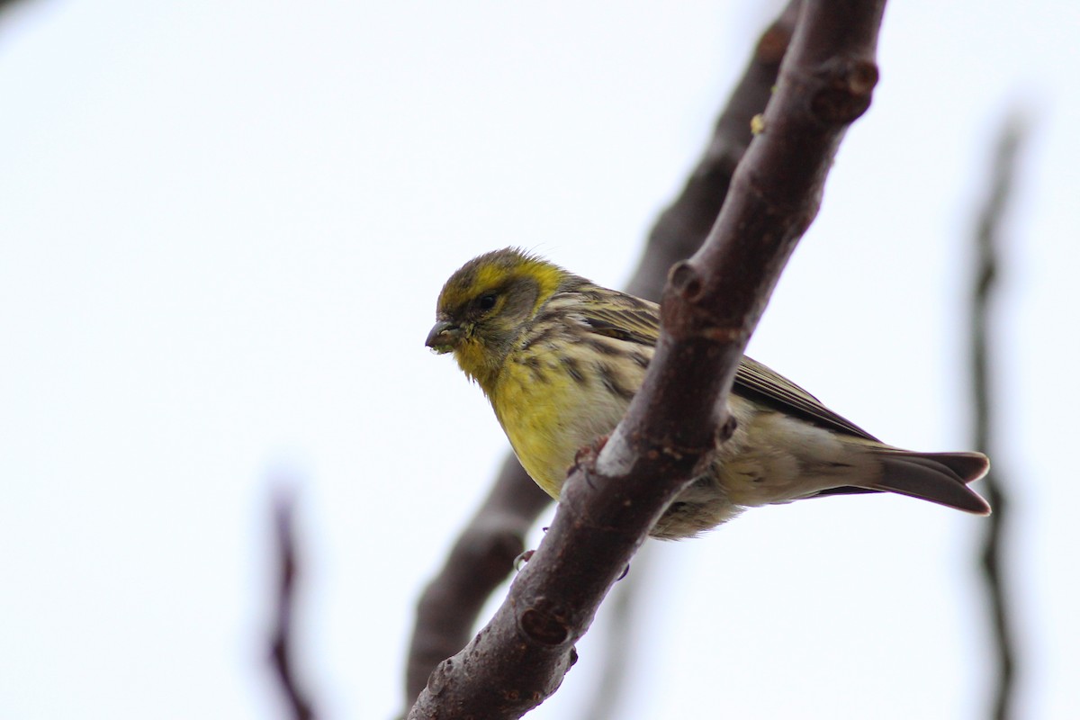 European Serin - ML647771941