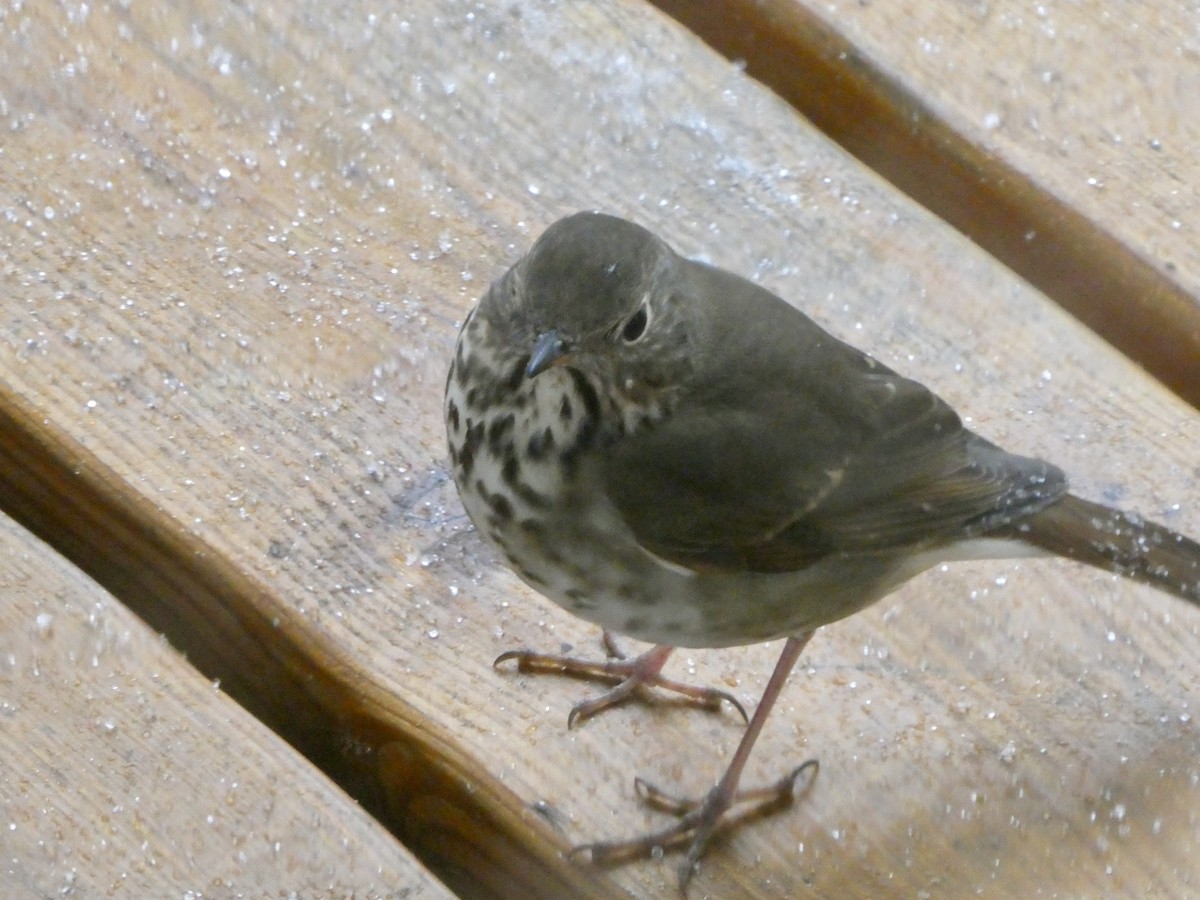 Hermit Thrush - ML647771950