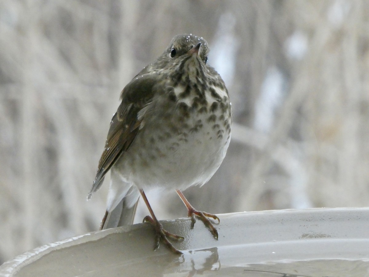 Hermit Thrush - ML647771954