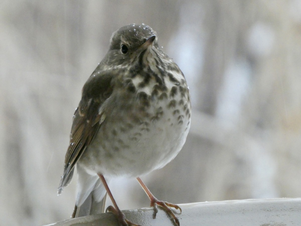 Hermit Thrush - ML647771957