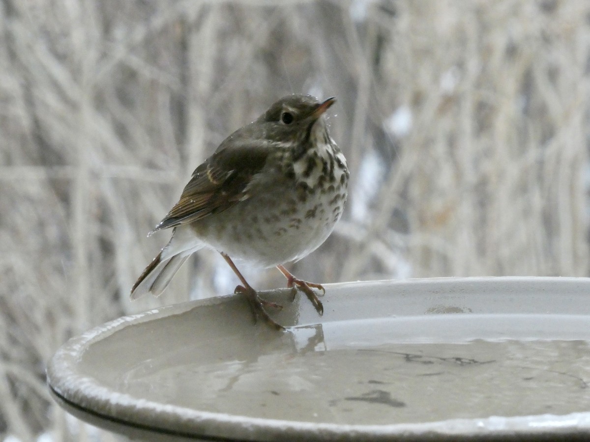 Hermit Thrush - ML647771958