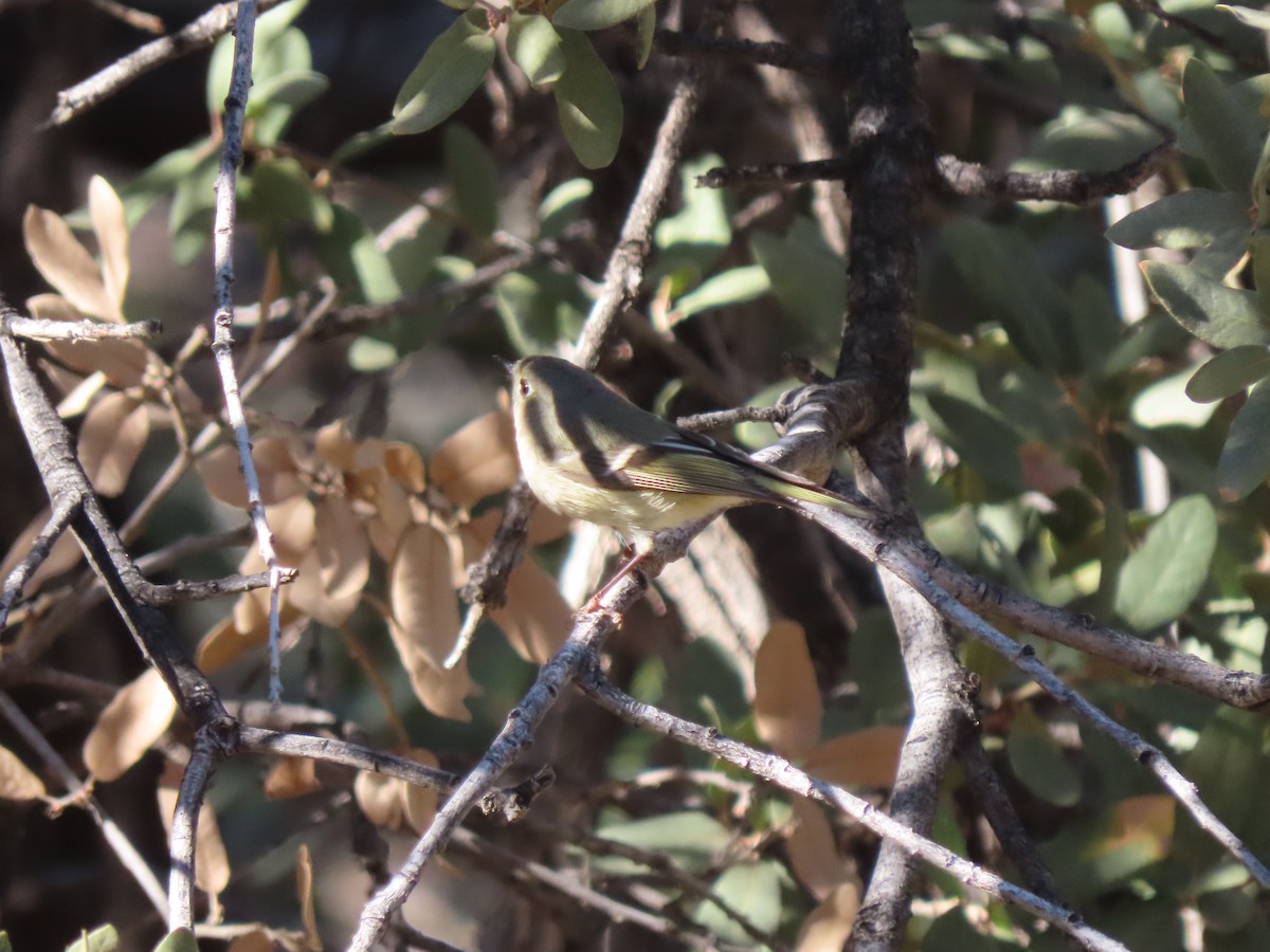 Erregetxo mottogorria - ML647771959