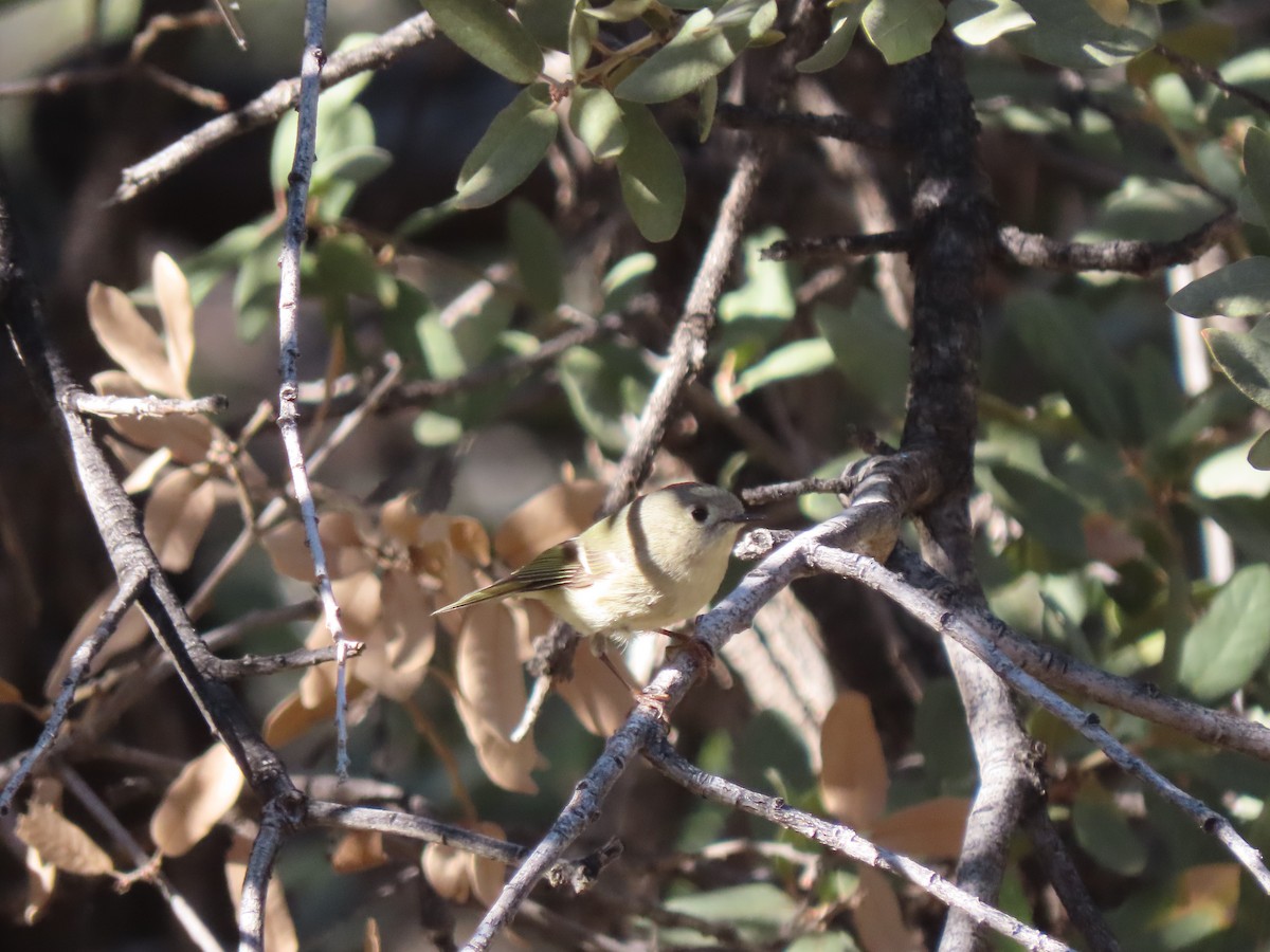 Erregetxo mottogorria - ML647771960