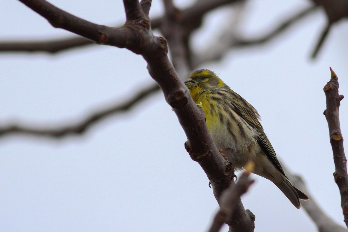 Txirriskila arrunta - ML647771962