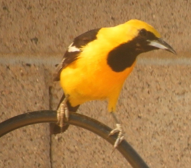Hooded Oriole - ML647771963