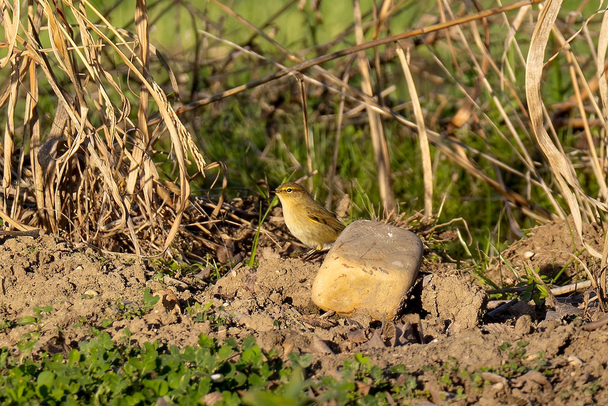 Txio arrunta - ML647771964