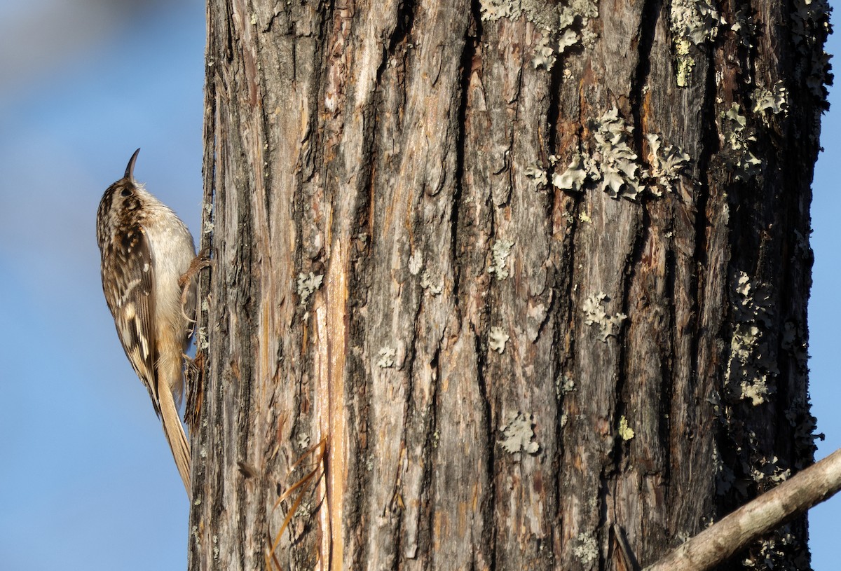 Gerri-txori amerikarra - ML647771965