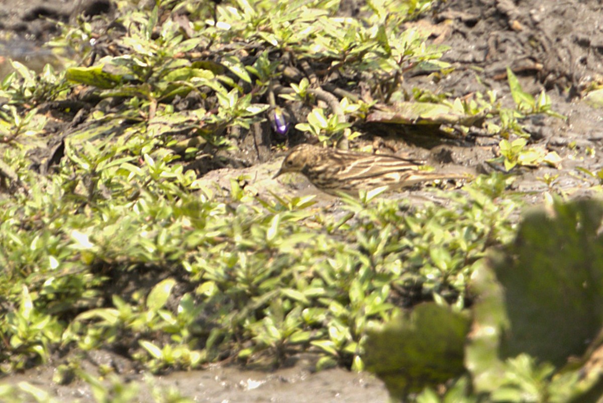 Sokoke Pipit - ML647771966