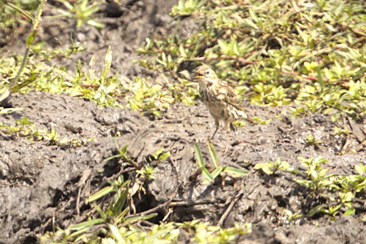 Sokoke Pipit - ML647771967