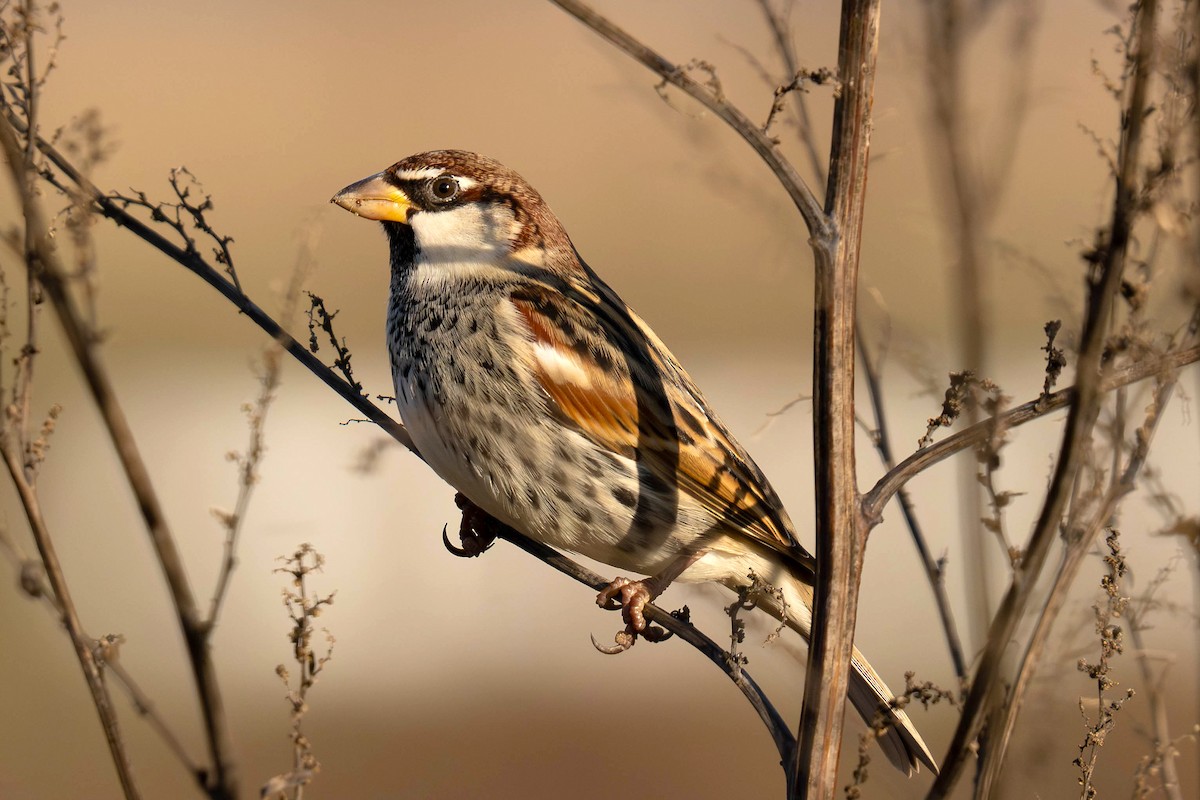 Txolarre iluna - ML647771968