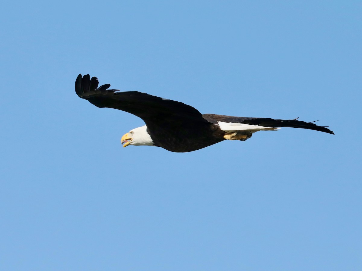 Itsas arrano buruzuria - ML647771969