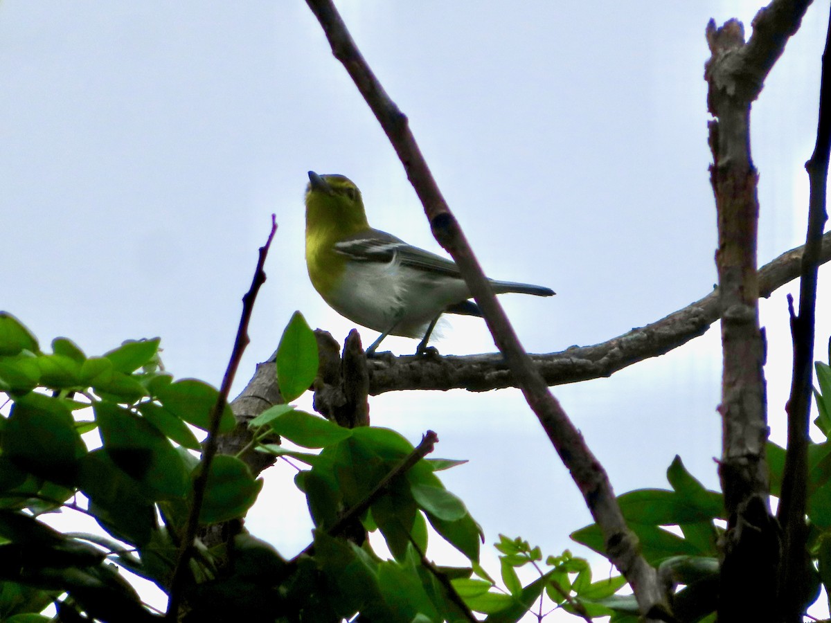 Bireo papo-horia - ML647771970