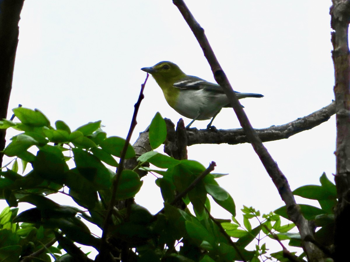 Bireo papo-horia - ML647771971