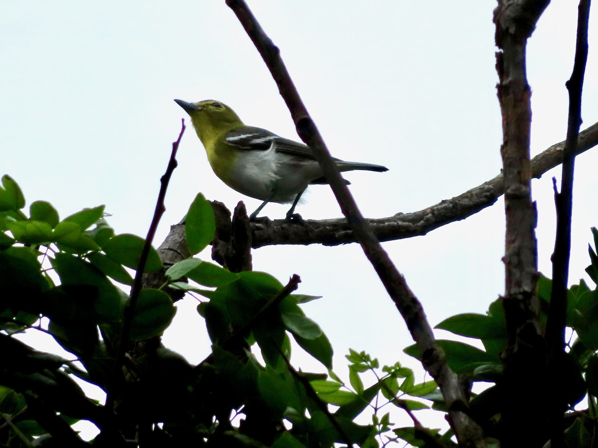 Bireo papo-horia - ML647771972