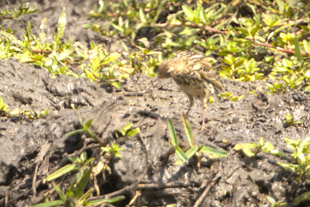 Sokoke Pipit - ML647771973