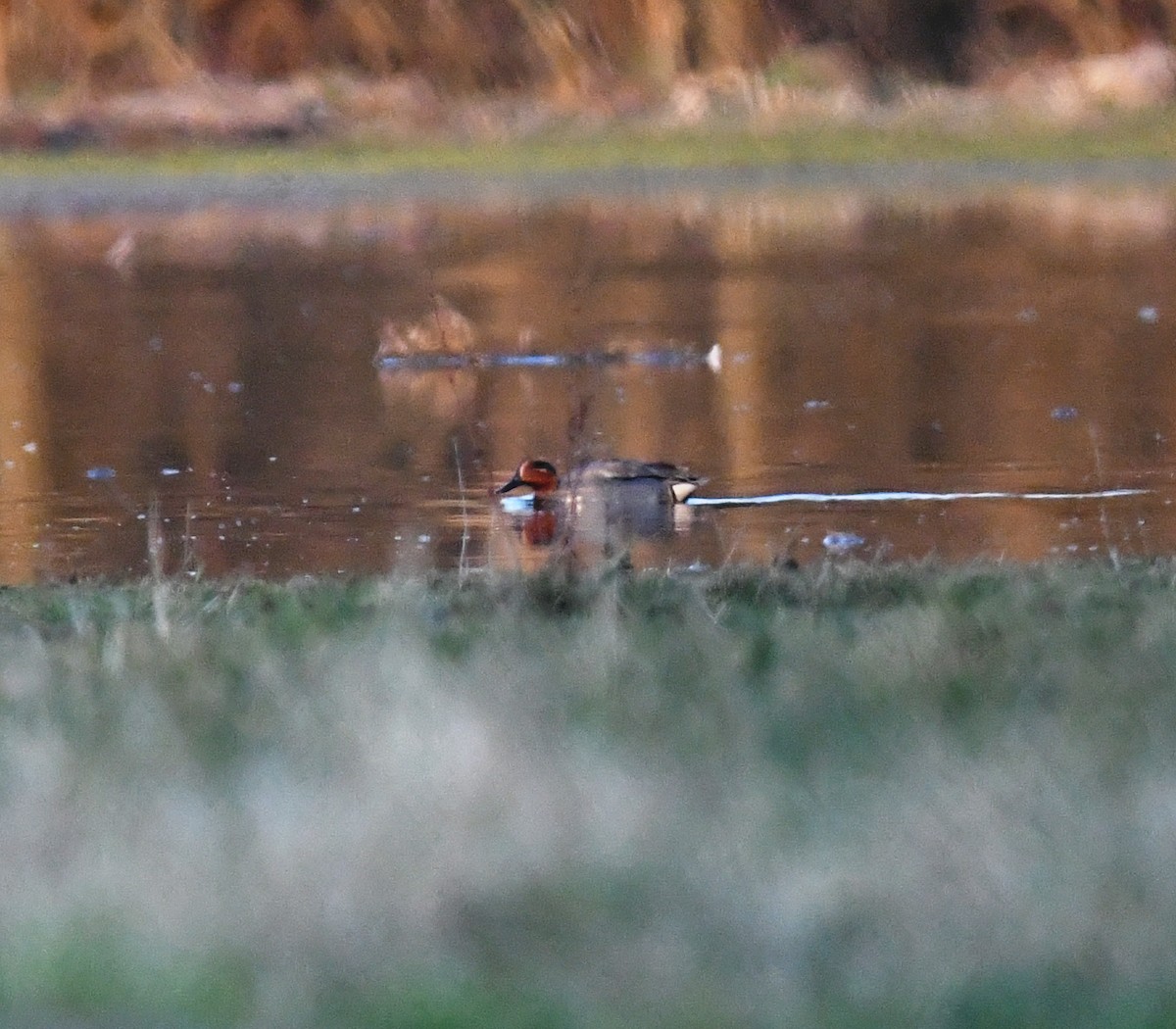 Zertzeta arrunta (eurasiarra) - ML647771974