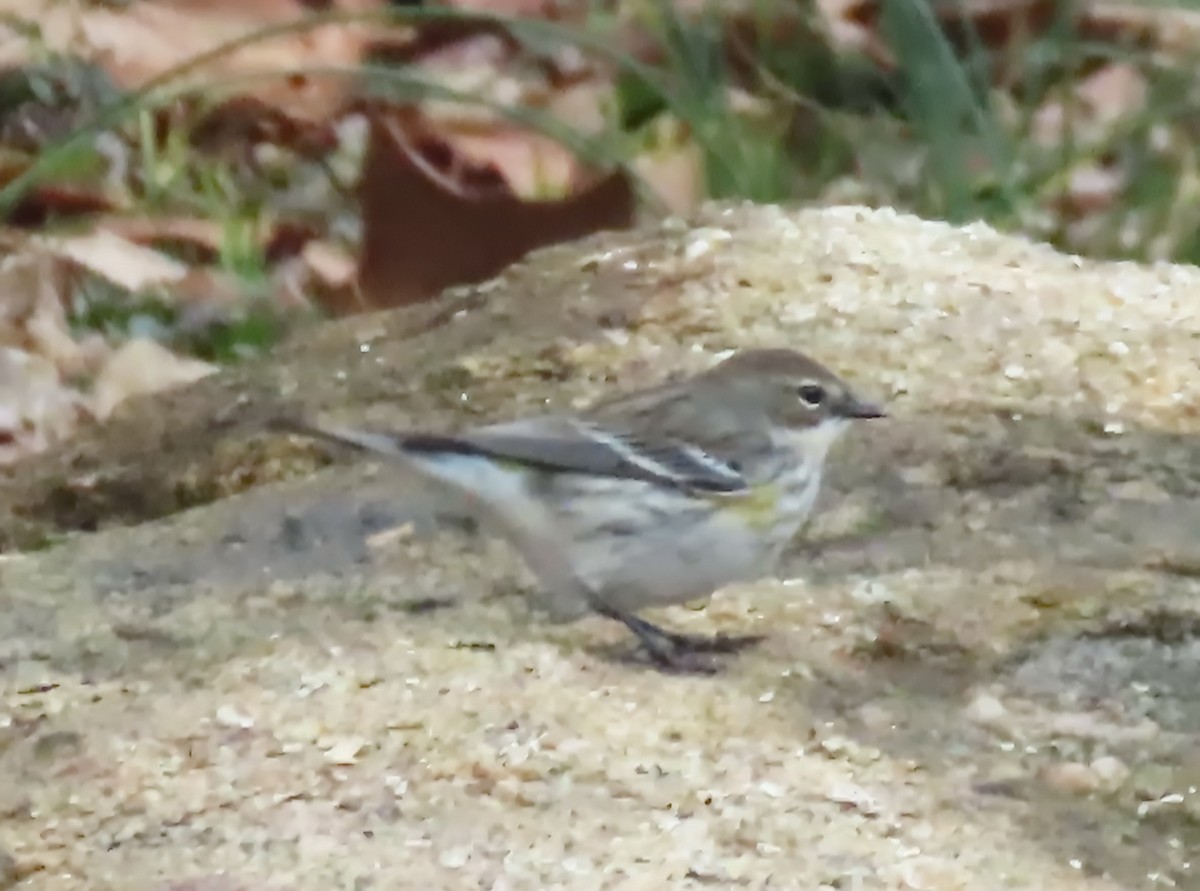Yellow-rumped Warbler - ML647771977