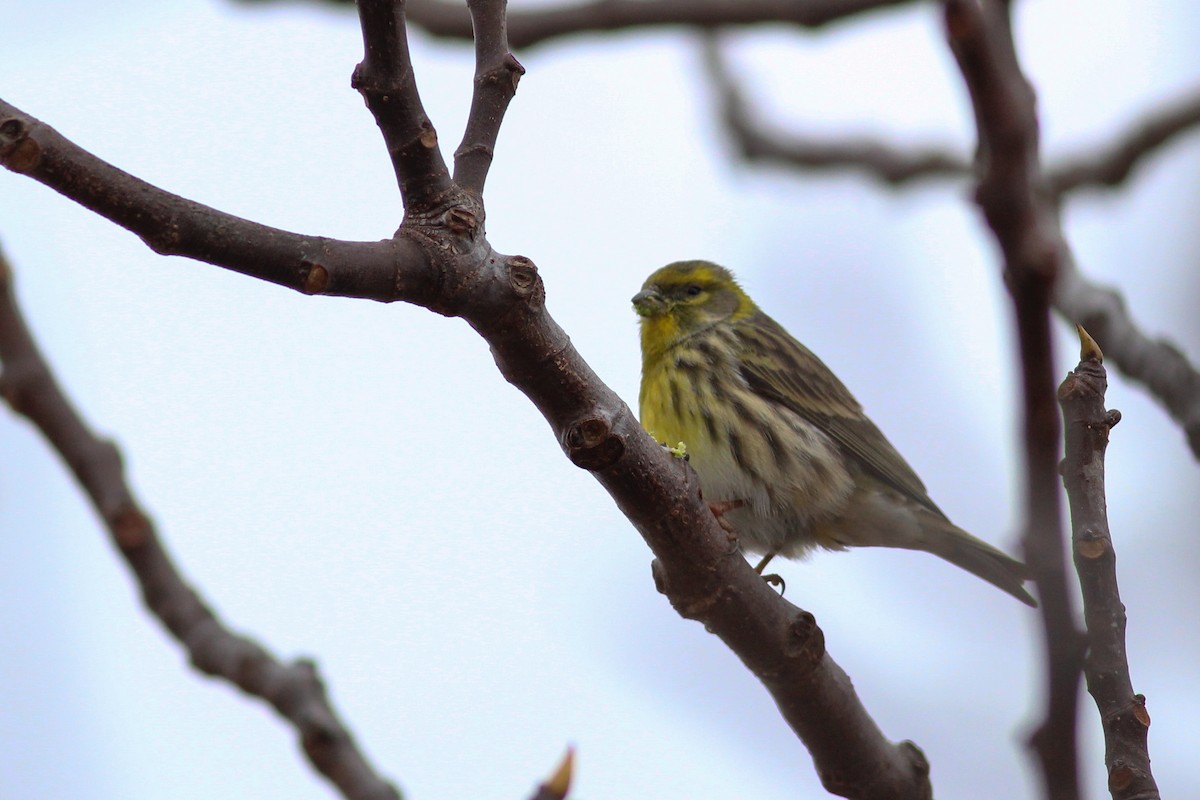 Txirriskila arrunta - ML647771978